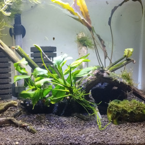 Scapers 35L Dennerle