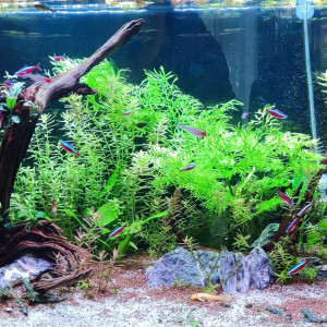 Publication de Cam89