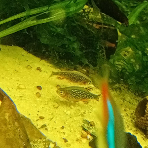 Publication de Lalisa_2