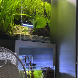 Publication de MamZ-L94