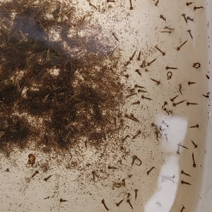 Publication de STK54