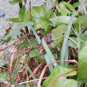 Publication de ArtemusKlegg