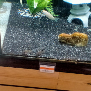 Publication de Lisaj