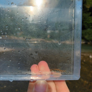 Publication de T.girault32