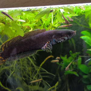 Publication de Mojogi