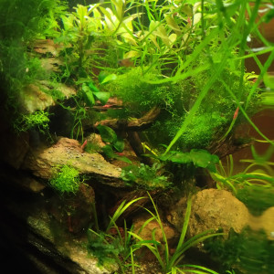 Publication de lolo95