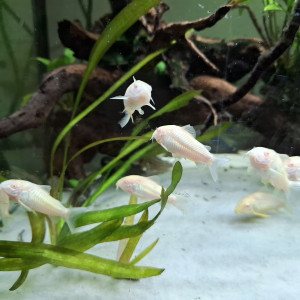 Corydoras aneus albinos