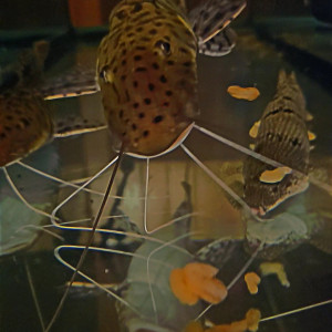 Aquarium  prédateurs 300l