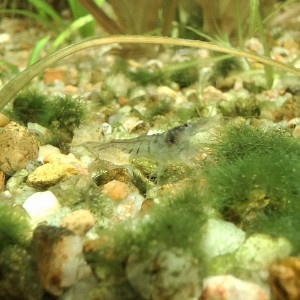 Crevette malawa / mini japonica