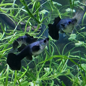 Publication de Catalpa