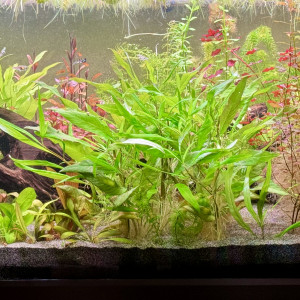 Eheim Proxima 250
