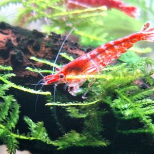 Publication de ArtemusKlegg