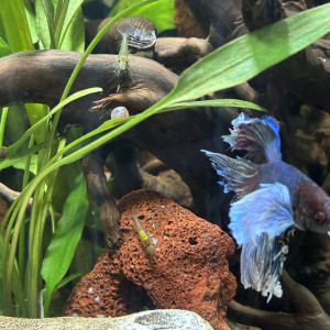 Publication de MamZ-L94