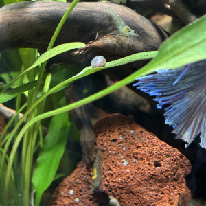 Publication de MamZ-L94