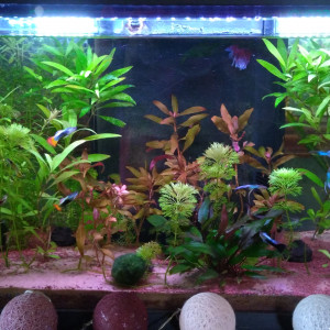 Publication de Lidou