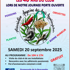 Publication de Baby-Yoda