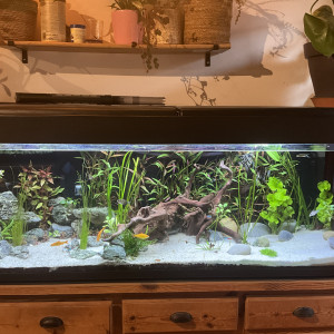 Publication de Jaya83560