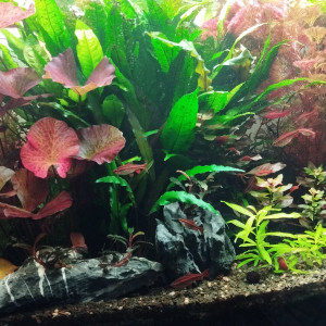 Publication de Olivier1977