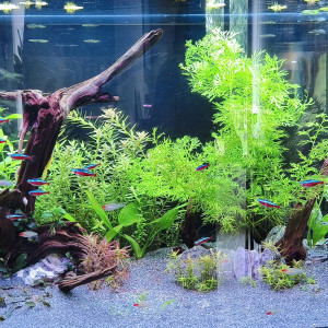 Publication de Cam89