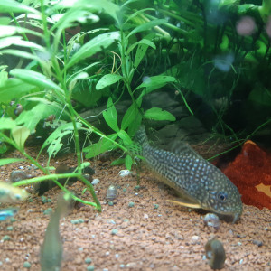 Publication de Fishlover