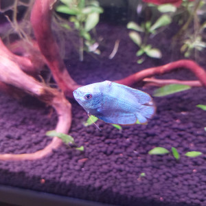 Publication de Treangiek