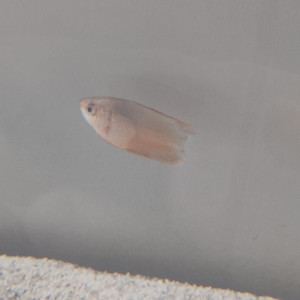 Publication de Jeanne1703