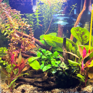 Publication de MamZ-L94