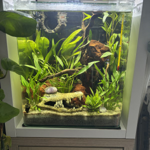 Nano cube AMTRA 30 Moumoune betta rosetail halfmoon dumbo lavender