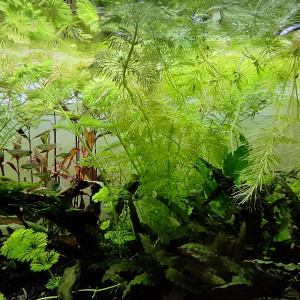 Publication de ArtemusKlegg