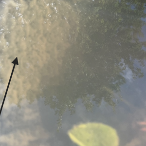 Publication de Buibui