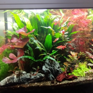 Publication de Olivier1977