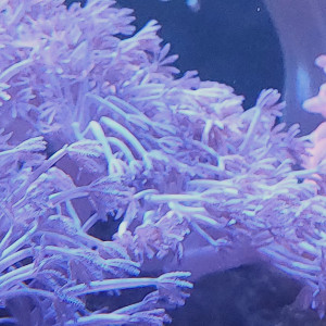 Clavularia