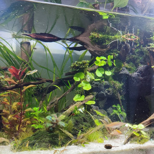 Publication de PtiteNoli