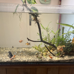 100l poissons japonais