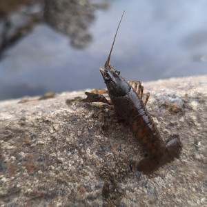 Publication de ArtemusKlegg