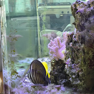 Zebrasoma desjardinii