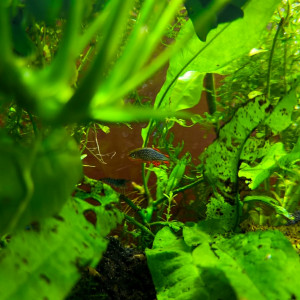 Publication de ArtemusKlegg