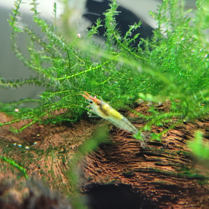 Publication de Rybka