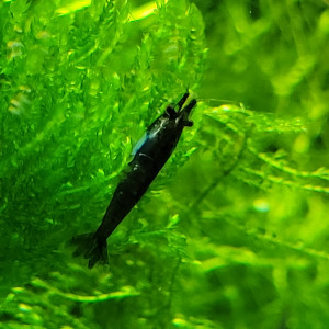 Publication de Rybka