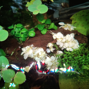 Publication de Saucissallan