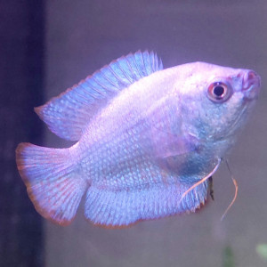 Publication de Treangiek