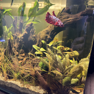 Publication de MamZ-L94