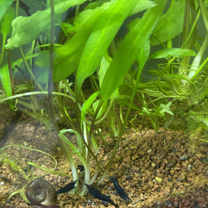 Publication de colline_lecanu