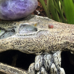 Publication de MamZ-L94