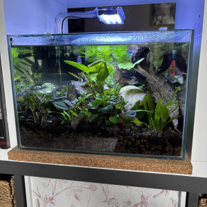 Publication de MamZ-L94