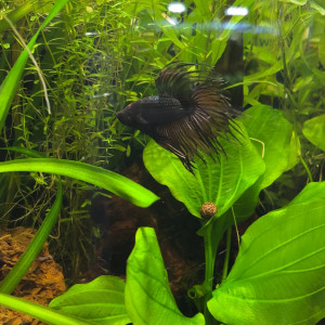 Publication de MamZ-L94