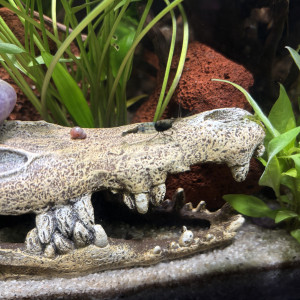 Publication de MamZ-L94