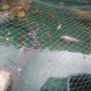Poisson de bassin