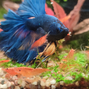 Publication de PtiteNoli