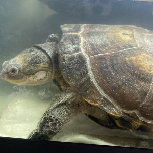 Publication de Zoolski